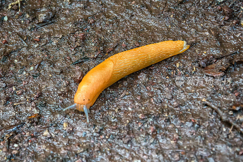 橙色/黄色的蛞蝓